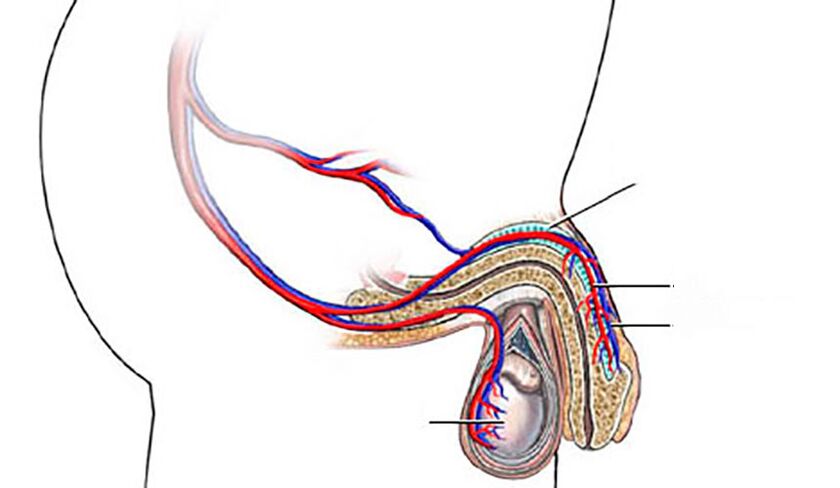 struktur penis