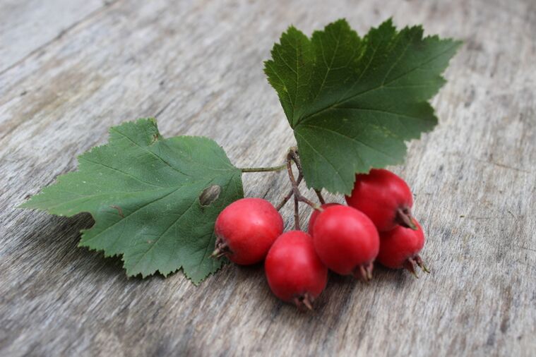 Hawthorn berry meningkatkan libido pria dan memperkuat ereksi