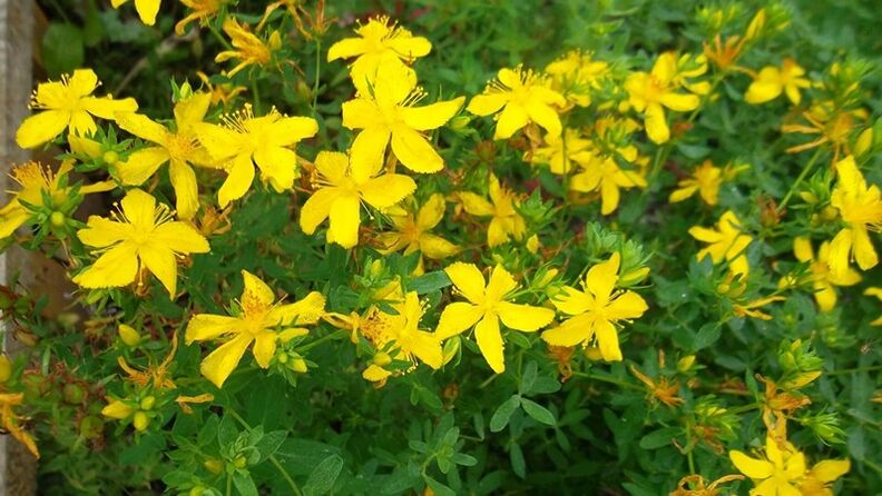 Apa Herbal Meningkatkan Potensi Pria