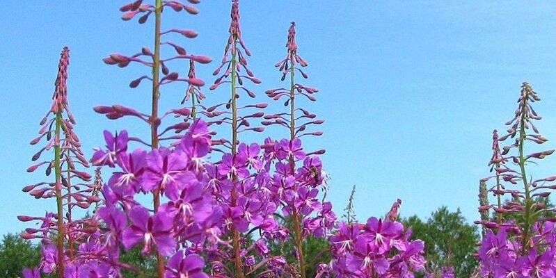 herbal untuk meningkatkan potensi pria